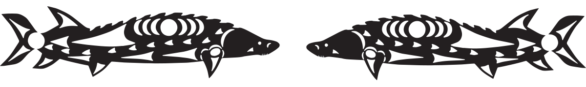 Two sturgeon fish, facing each other in the center of the image. The fish are outlined in black, with white scales along their backs and sides. The background is solid grey.