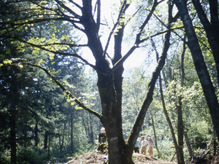 A group of people are gathered behind a large maple tree, on top of an earthen mound.