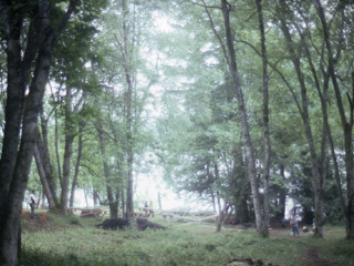 Earthen mounds on a forested earthen terrace.