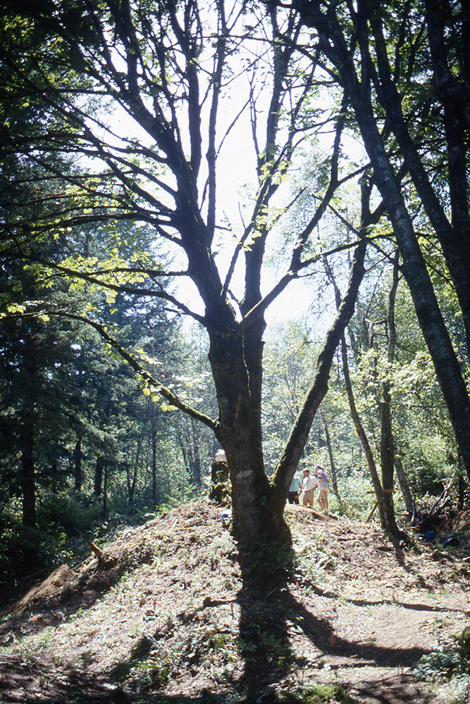 A group of people are gathered behind a large maple tree, on top of an earthen mound.