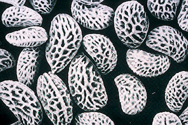Several heavily patterned seeds in black and white.