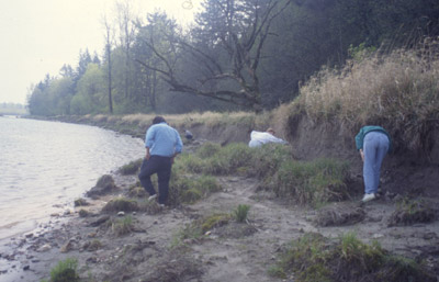 Trois personnes marchent le long d’un rivage. Elles regardent le sol à la recherche de vestiges de vannerie.