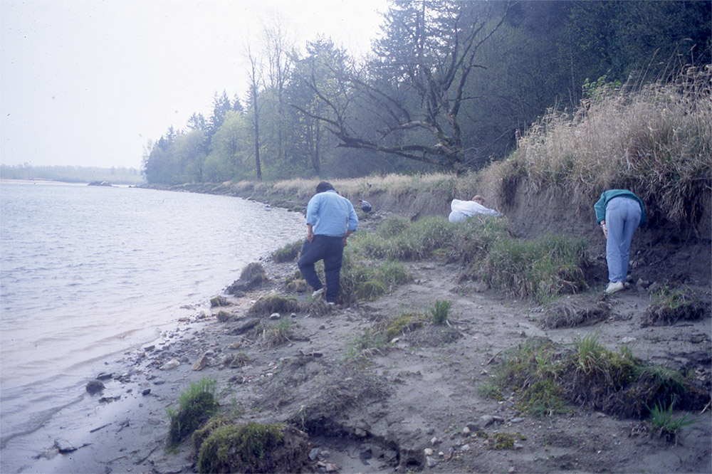 Three people are walking along a riverbank. They look at the ground as they try to find ancient basketry remains.