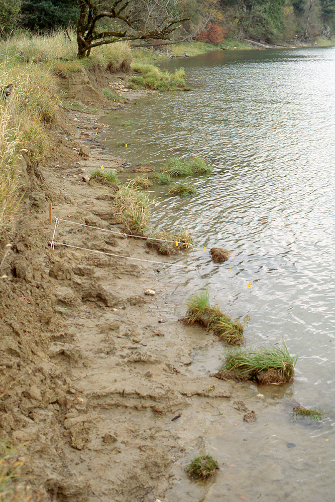 A view of a muddy river shoreline.
