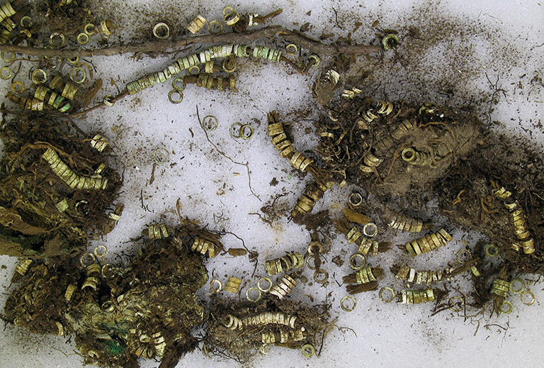 Small shell beads laying on top of dirt; some of the beads are strung together.