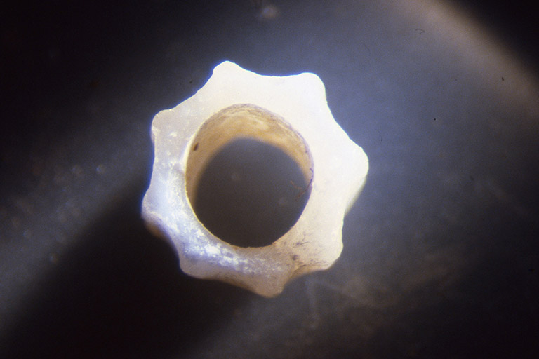 Gros plan d’une perle de coquillage à rebords cannelés vue du dessus.