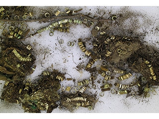 Small shell beads laying on top of dirt; some of the beads are strung together.