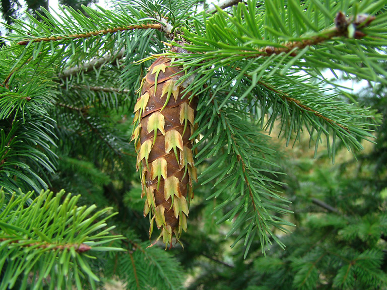 Une pomme de pin Douglas attachée à la branche