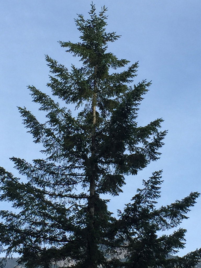 The top portion of a tall conifer surrounded by blue sky.