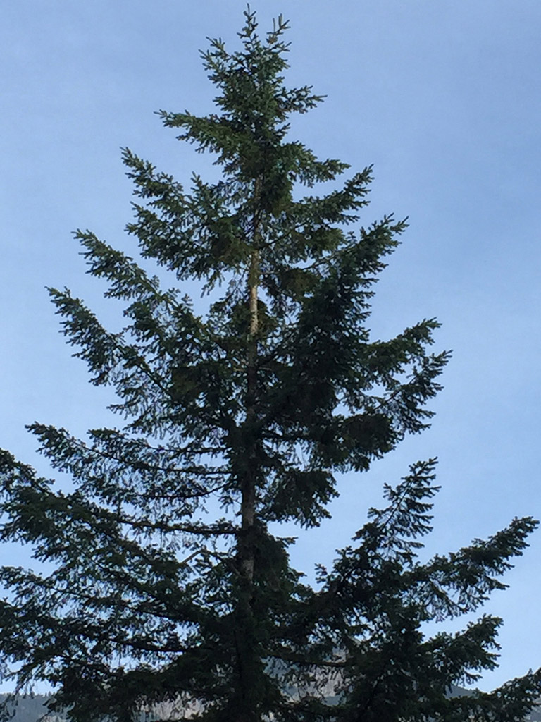 Le sommet d’un grand conifère sur fond de ciel bleu.