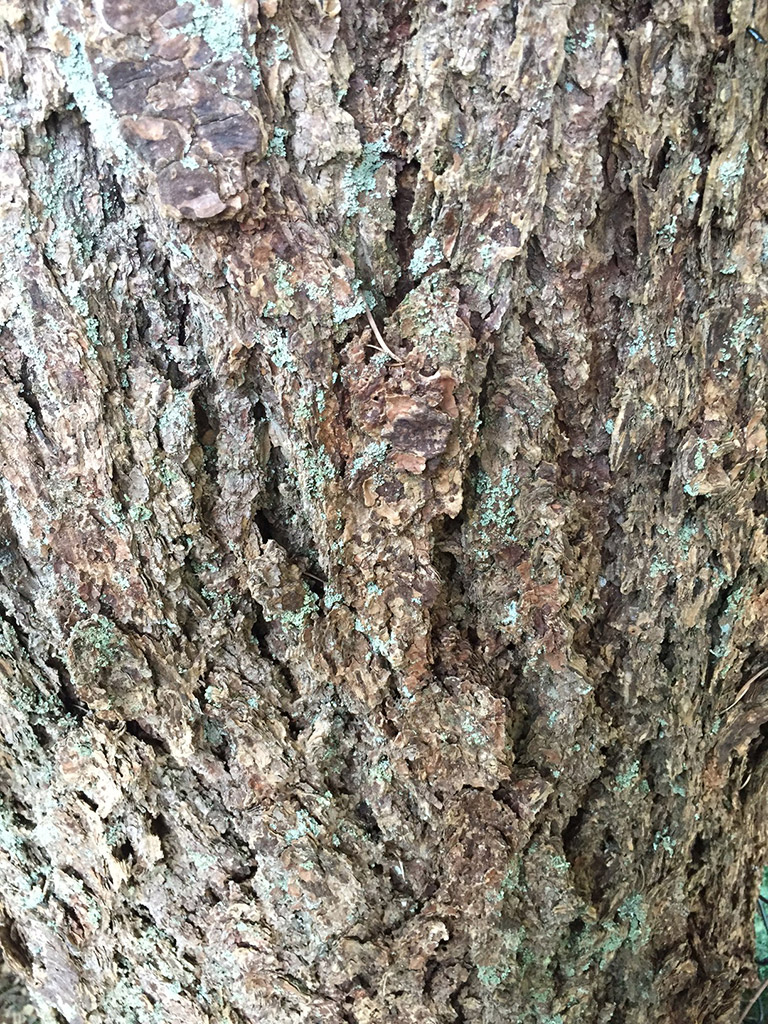 A close-up of rugged bark. 