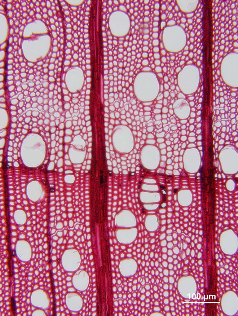 A close-up of cells with large and small holes.
