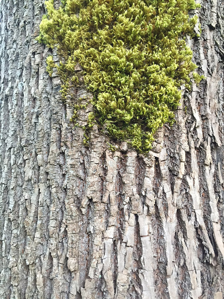 Close-up of light grey bark with a patch of green moss growing on it.