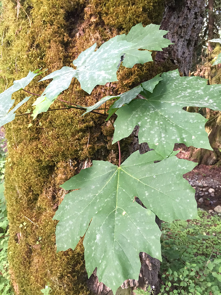 A large maple leaf growing out of the tree trunk. 