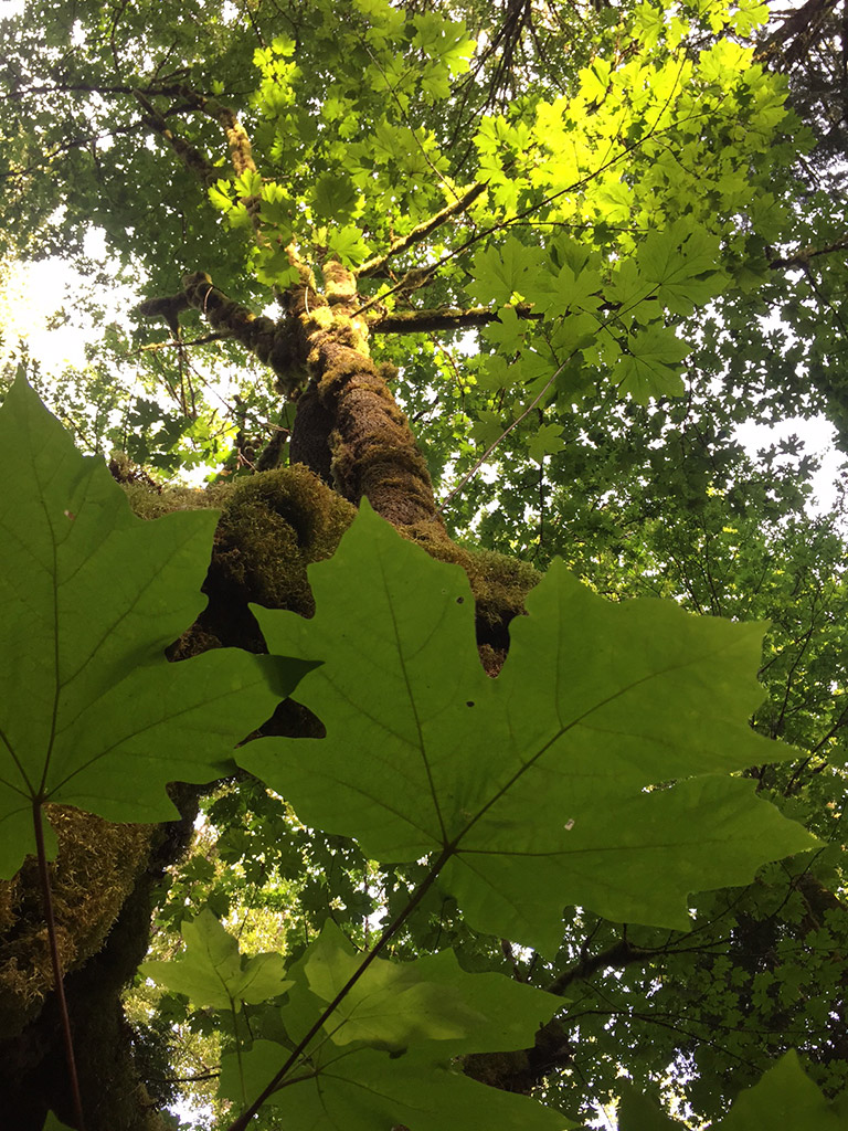 A photo looking upwards of a moss-covered maple tree.