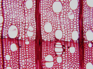 A close-up of cells with large and small holes.