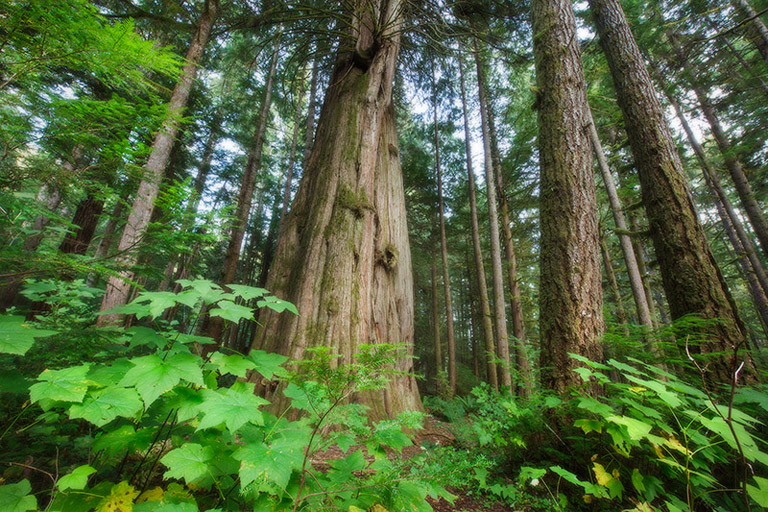 Several trees in a group. All very tall with brown bark, surrounded by other bright green plants.