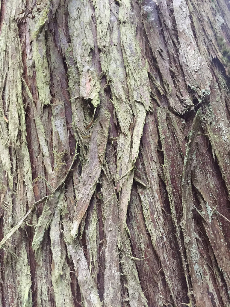 Close-up of shaggy reddish-grey bark. 