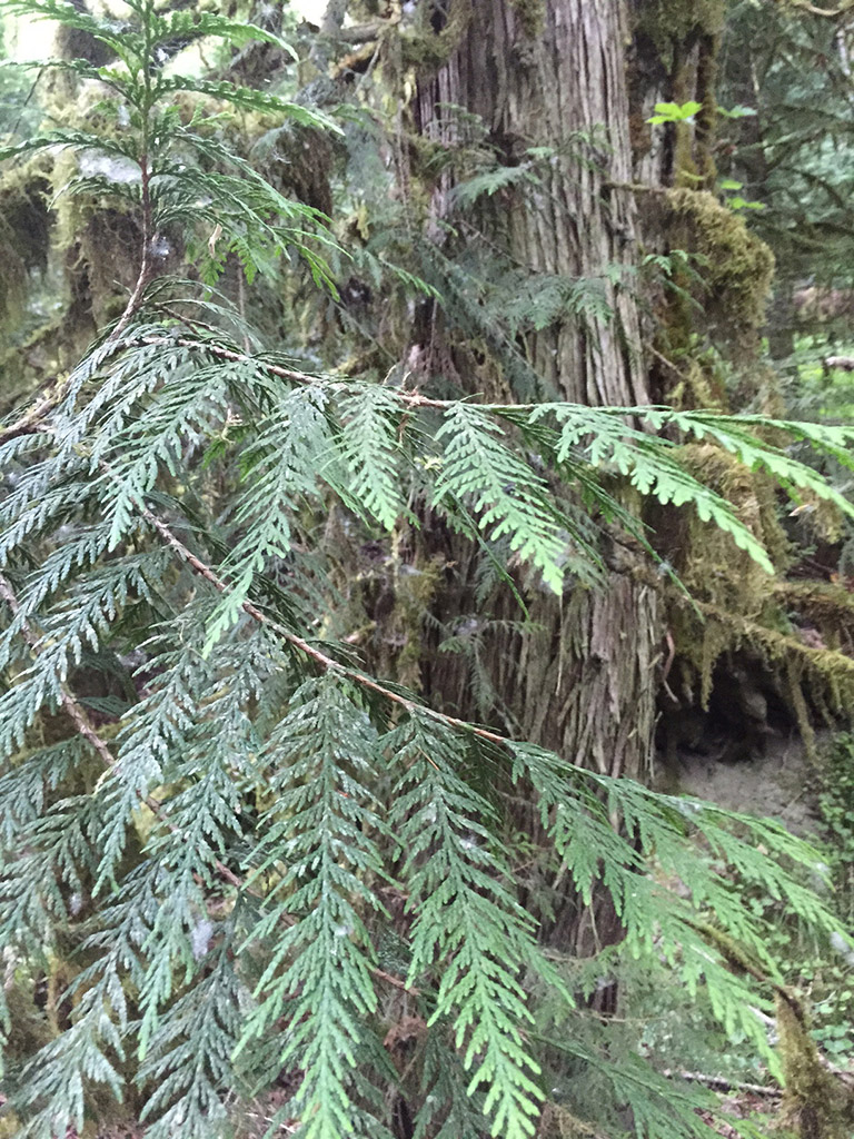 Long, narrow leaves on a narrow tree branch.