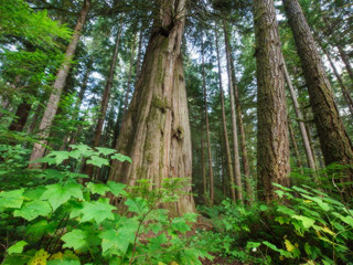 Several trees in a group. All very tall with brown bark, surrounded by other bright green plants.