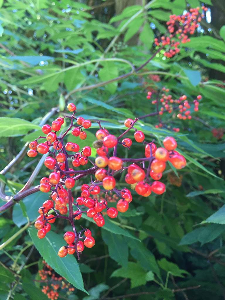 Une grappe de baies rouges.