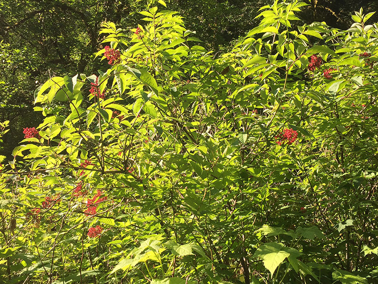 Un gros buisson feuillu au soleil avec des grappes de petites baies rouges.