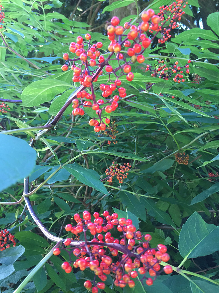 Bunches of red berries on the stems of a bush.