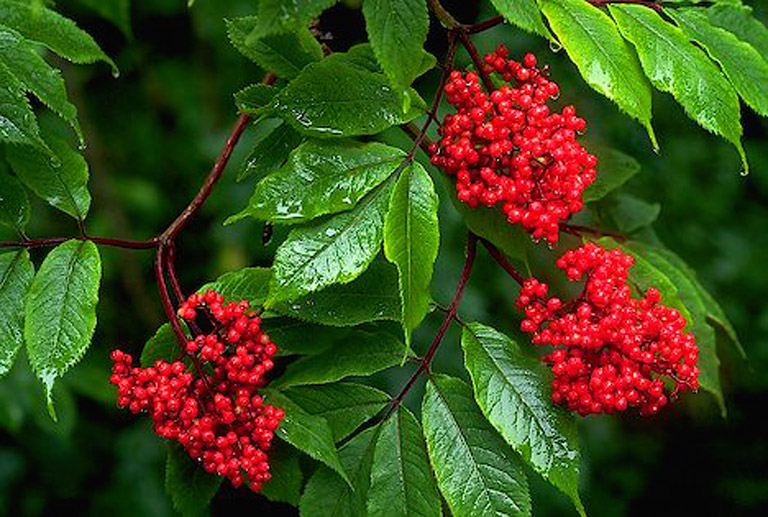 Gros plan de grappes de baies rouge foncé sur la branche, du feuillage vert, le tout trempé à la suite d’une pluie récente.