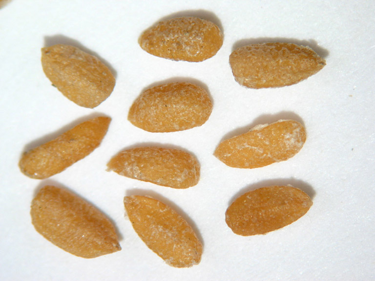 Ten oblong honey coloured seeds.