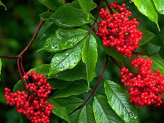 Close up of the dark red bunches of berries on the plant, dark green foliage, wet from a recent rainfall.