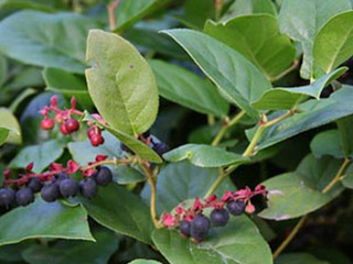 Des baies pourpres sur des tiges rouges qui poussent en ligne droite le long d’une branche.