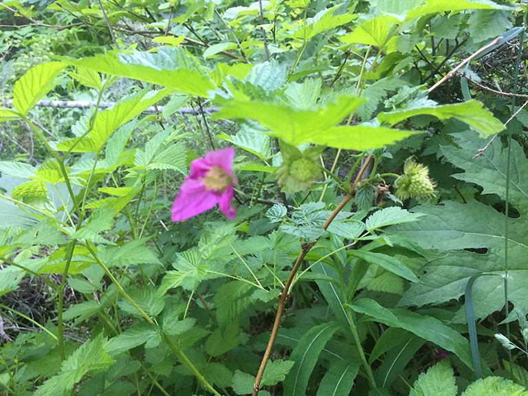 Une fleur mauve rosé blottie dans un feuillage vert. 