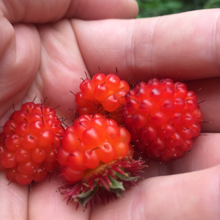 Orange/red berries rest in the palm of a hand.