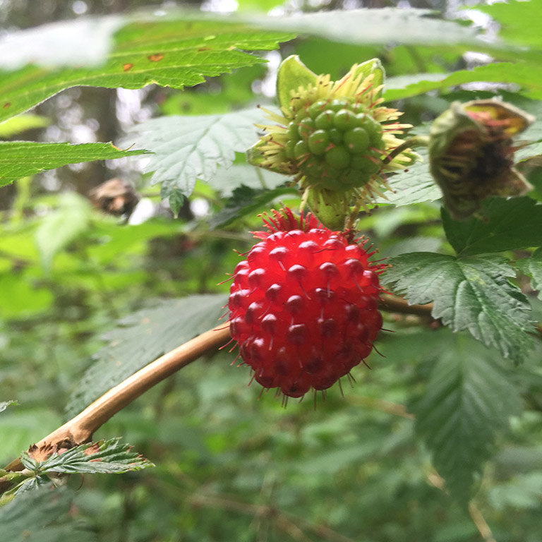 Red berry on a branch, with other unripened green berries on the same branch.
