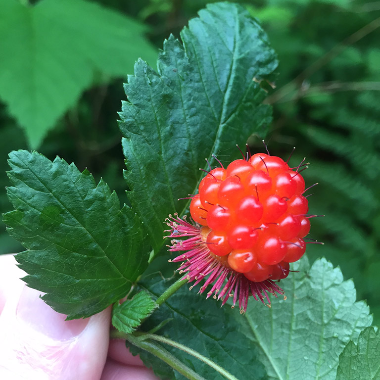 Une baie rouge orangé sur la tige contre une grande feuille dentelée.