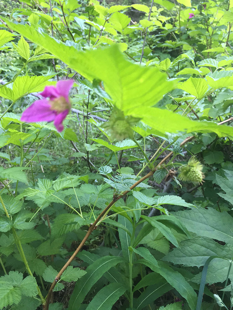 A bright purple flower blooms while green berries emerge.