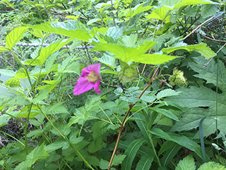A bright purple/pink flower nestled in green foliage.