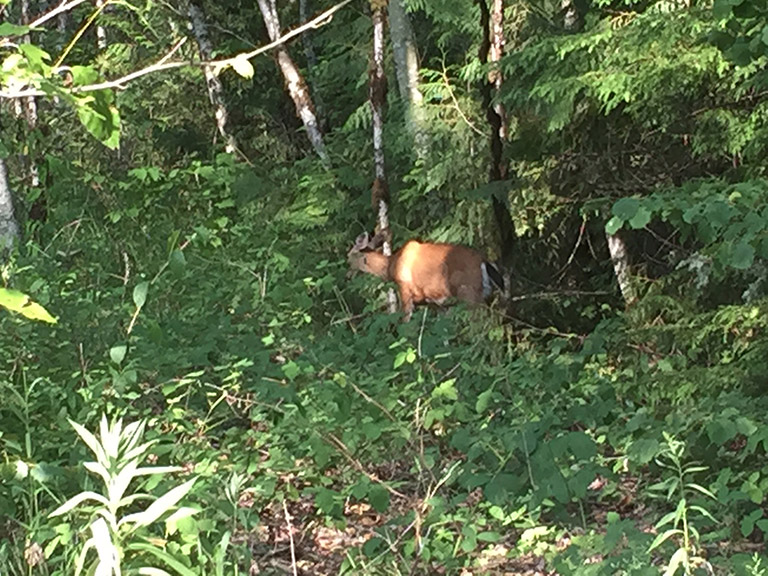 A deer with a dark black tail standing in the forest, with the sun shining through leaves.