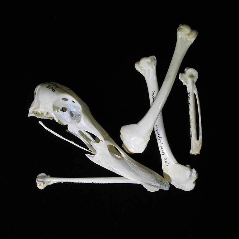 An array of duck bones, including the beak.