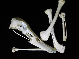 An array of duck bones, including the beak.
