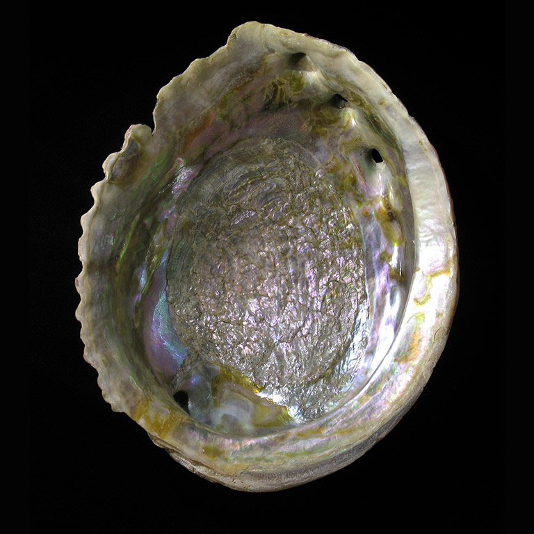 Inside of a shiny iridescent shell with ridged edges.