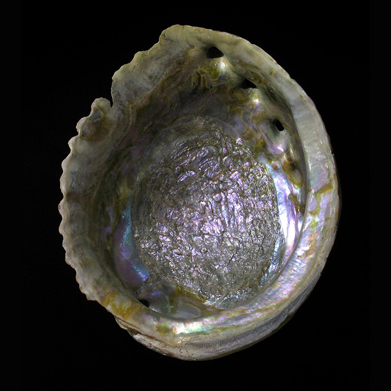 Inside of a shiny iridescent shell with ridged edges.