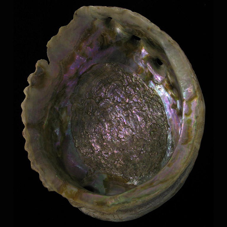 Inside of a shiny iridescent shell with ridged edges.
