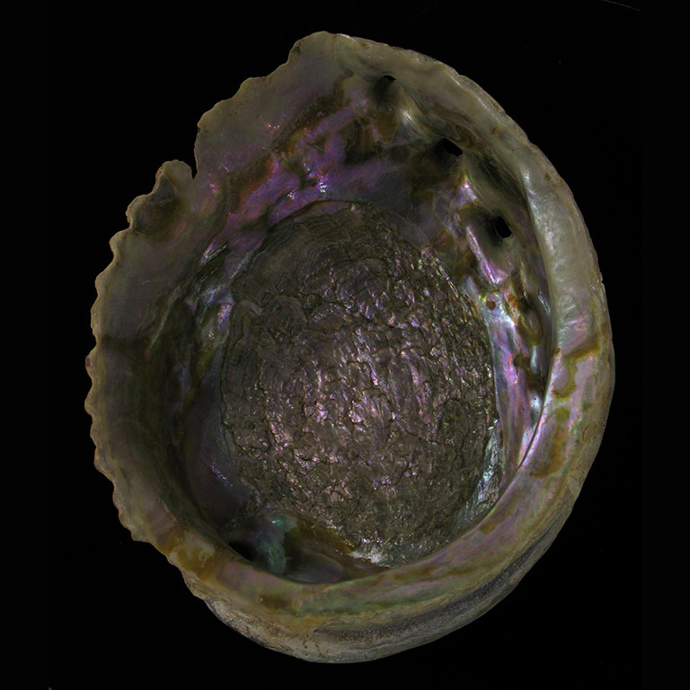 Inside of a shiny iridescent shell with ridged edges.