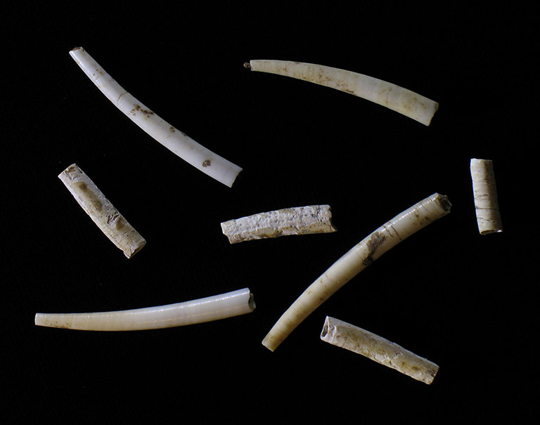 Eight white bone tubes of different lengths.