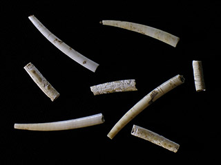 Eight white bone tubes of different lengths.