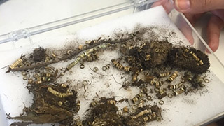 De petites perles de coquillage terreuses sont déployées sur un fond blanc.