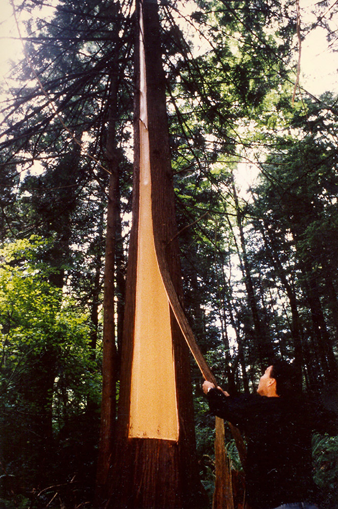 A man is carefully stripping the bark of a red cedar tree.