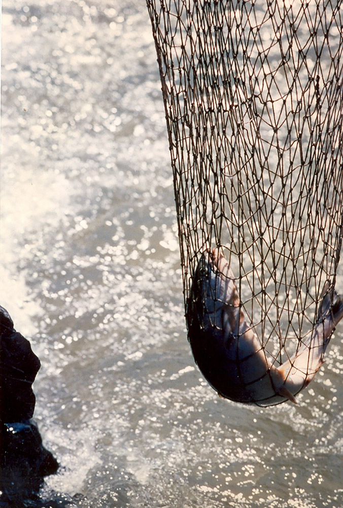A fishing net dangles over the river, and holds a live fish inside it.