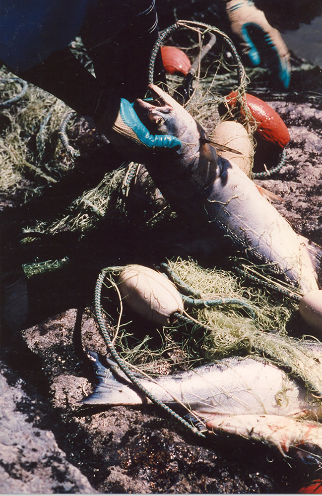 A person wearing gloves removes a live salmon from a tangled net on the shore.